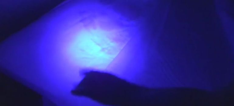Best UV Light for Bed Bugs
