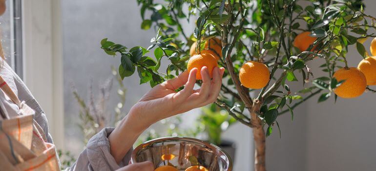 Best Grow Light for Citrus Tree