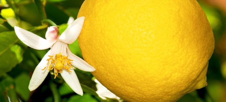Grow Light for Lemon Trees