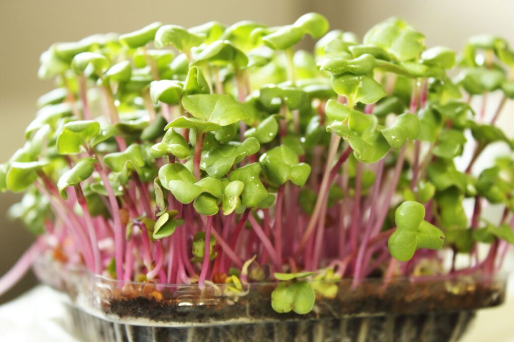 Microgreens: Tiny Greens, Enormous Nutritional Punch