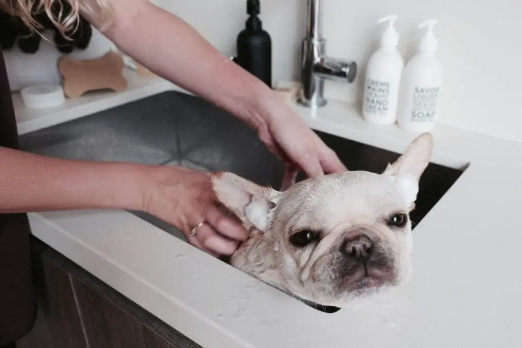 Bathing Your French Bulldog: A Comprehensive Guide to Weekly Care