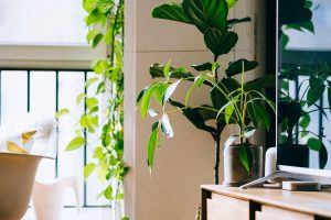 Read more about the article How to Decorate Your Home with Indoor Plants