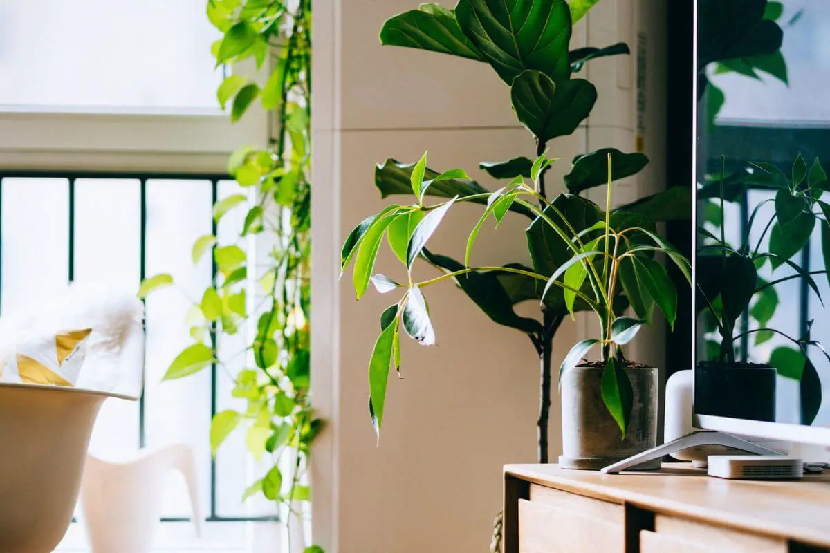 How to Decorate Your Home with Indoor Plants