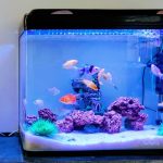 How to Decorate an Aquarium at Home
