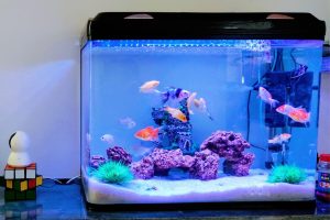 Read more about the article How to Decorate an Aquarium at Home