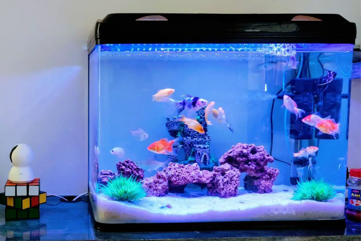 How to Decorate an Aquarium at Home