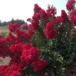 Red Rocket Crape Myrtle vs Dynamite: Which One is the Best Crape Myrtle for Your Garden?