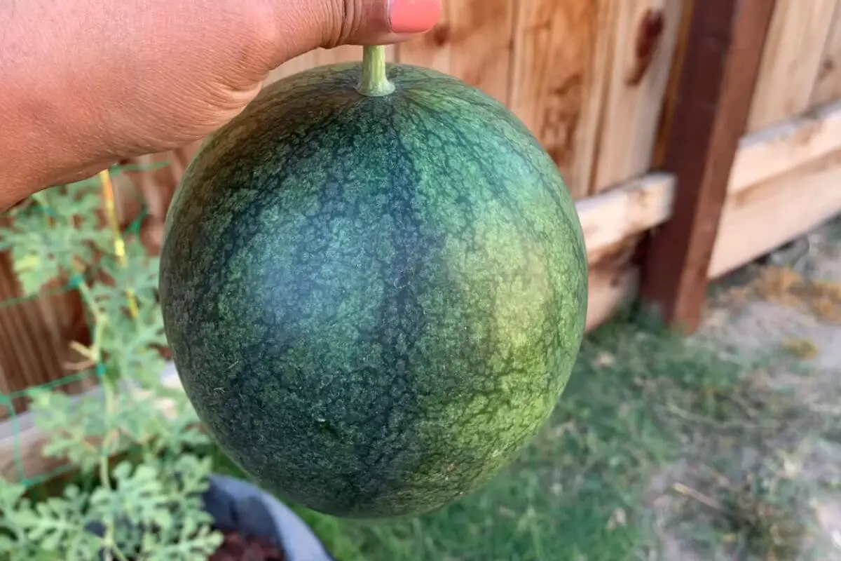 Black Diamond Watermelon vs Sugar Baby Which Watermelon is Right for You?