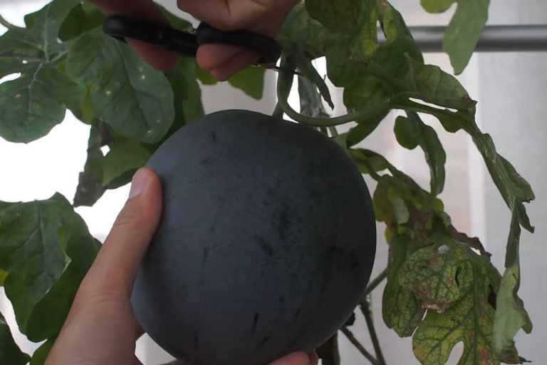 Black Diamond Watermelon vs Sugar Baby Which Watermelon is Right for You?