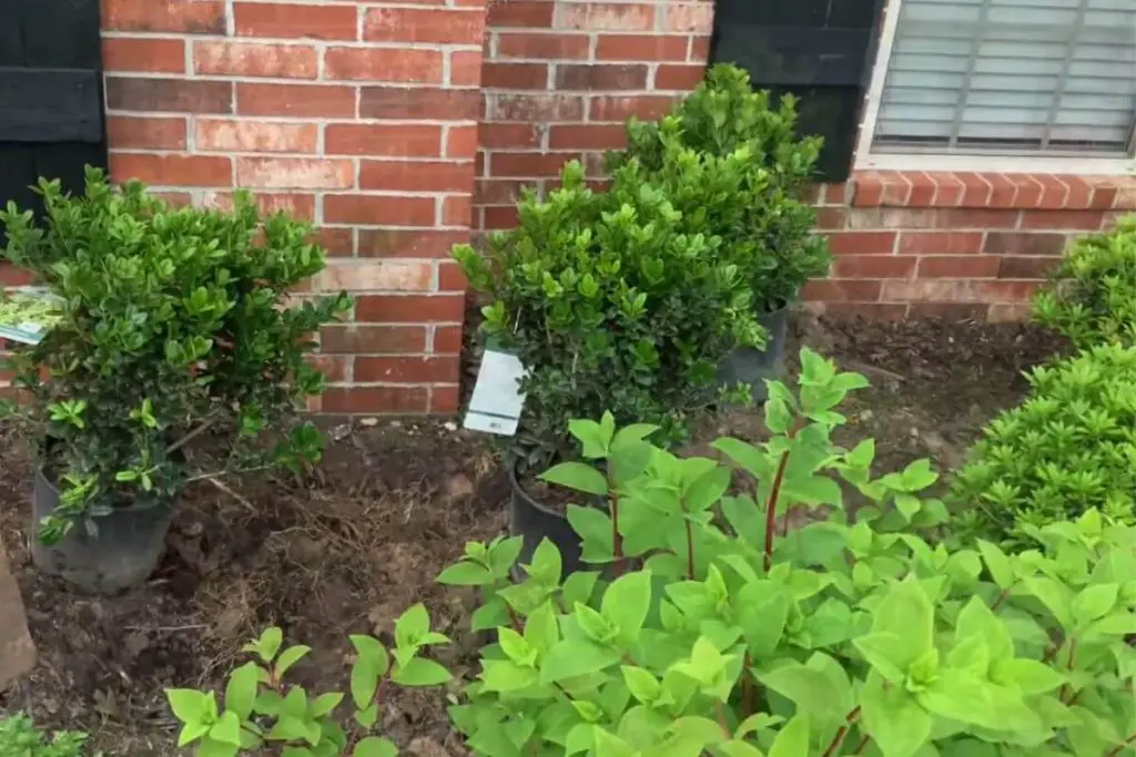 Japanese Holly vs. Boxwood Which is the Best Hedge for Your Landscape?