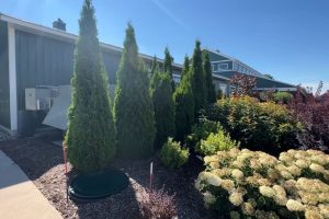 Read more about the article North Pole Arborvitae vs Emerald Green: Which is the Better Arborvitae?