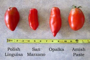 Read more about the article Amish Paste Tomato vs. San Marzano: A Tomato Showdown