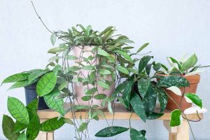 Read more about the article Hoya Kentiana vs. Hoya Wayetii: A Comparison of Two Exquisite Hoya Varieties
