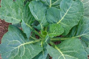 Read more about the article Morris Heading Collards vs. Georgia Collards: Exploring the Differences