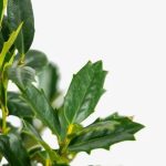 Oakland Holly vs. Oakleaf Holly: Unraveling the Distinctions Between Two Stunning Holly Varieties