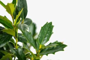 Read more about the article Oakland Holly vs. Oakleaf Holly: Unraveling the Distinctions Between Two Stunning Holly Varieties