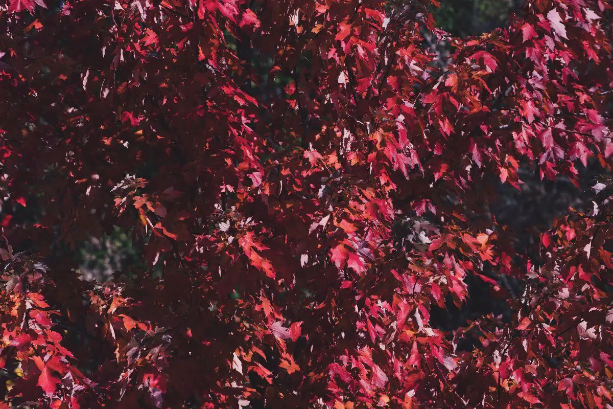 Royal Red Maple vs. Crimson King Comparing Two Majestic Maple Trees