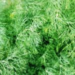 Fernleaf Dill vs. Dill: Exploring Varieties of a Culinary Herb