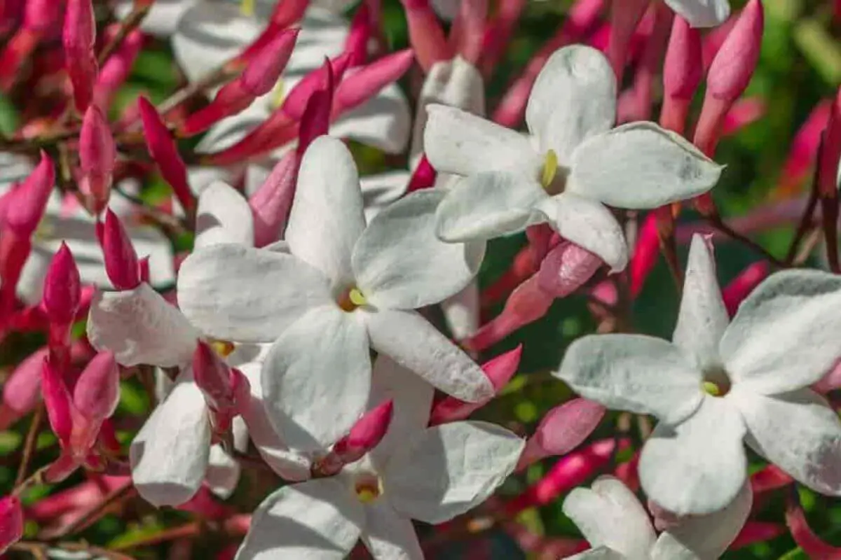 Pink Jasmine vs. Star Jasmine A Fragrant Comparison