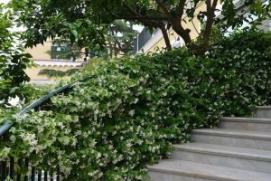 Read more about the article Pink Jasmine vs. Star Jasmine: A Fragrant Comparison