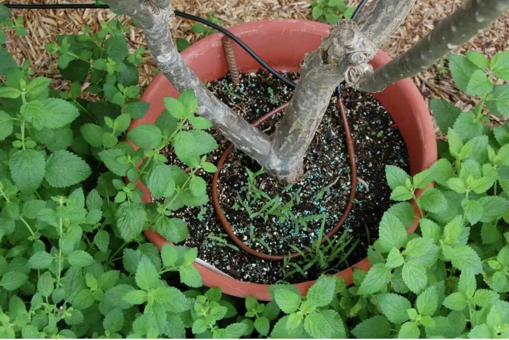 Plumeria Stem Rot Vs Dehydration Understanding The Differences And plumeria-stem-rot-vs-dehydration-understanding-the-differences-and