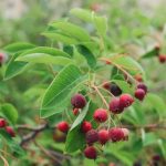 Serviceberry Bush vs. Tree: Choosing the Right Option for Your Landscape
