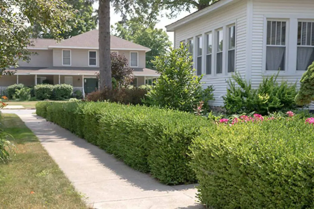 Yew vs. Boxwood Choosing the Perfect Evergreen for Your Landscape