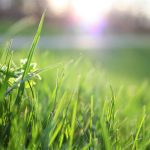 Zeon Zoysia vs Emerald Zoysia: Choosing the Perfect Grass for Your Lawn