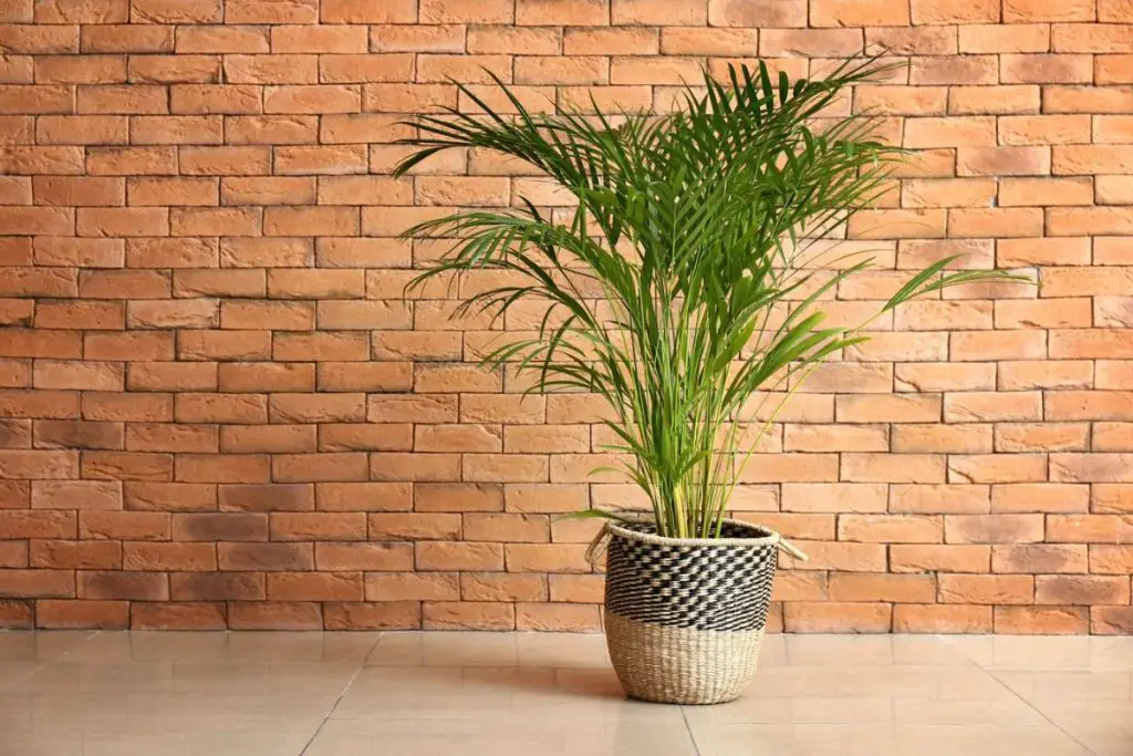 Cat Palm vs. Areca Palm Choosing the Perfect Indoor Plant