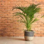 Cat Palm vs. Areca Palm: Choosing the Perfect Indoor Plant