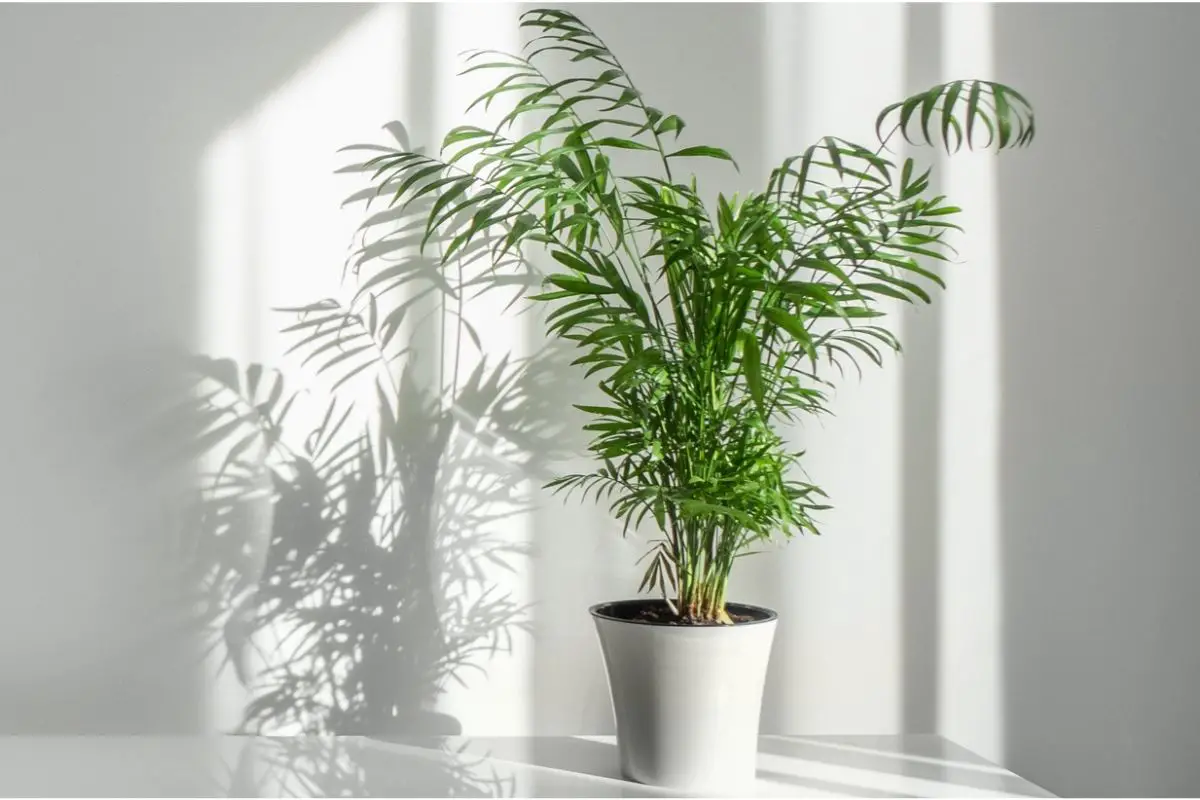Cat Palm vs. Areca Palm Choosing the Perfect Indoor Plant