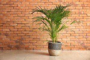 Read more about the article Cat Palm vs. Areca Palm: Choosing the Perfect Indoor Plant