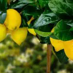 Meyer Lemon Bush vs. Tree: Which One is Right for Your Garden?