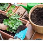 Moisture Control Potting Mix vs Regular: Which is Right for Your Plants?