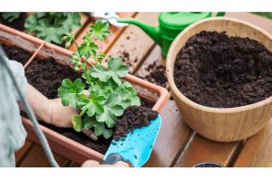 Read more about the article Moisture Control Potting Mix vs Regular: Which is Right for Your Plants?