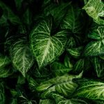 Nephthytis vs. Syngonium: Unraveling the Differences between Two Popular Houseplants