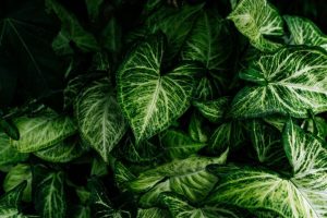 Read more about the article Nephthytis vs. Syngonium: Unraveling the Differences between Two Popular Houseplants