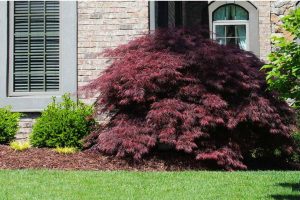 Read more about the article Tamukeyama Japanese Maple vs. Crimson Queen: Choosing the Perfect Ornamental Tree