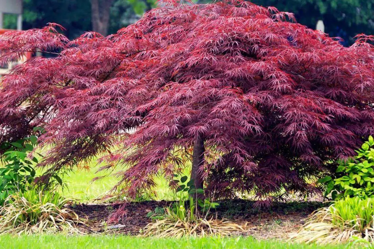 Tamukeyama Japanese Maple vs. Crimson Queen: Choosing the Perfect ...