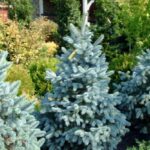 Baby Blue Spruce vs. Fat Albert: A Guide to Choosing the Perfect Christmas Tree