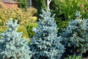 Read more about the article Baby Blue Spruce vs. Fat Albert: A Guide to Choosing the Perfect Christmas Tree