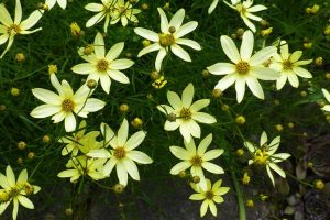 Read more about the article Coreopsis Zagreb vs. Coreopsis Moonbeam: Choosing the Perfect Perennial