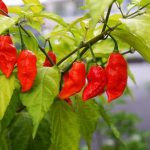 Naga Jolokia vs. Bhut Jolokia: Exploring the World’s Hottest Peppers