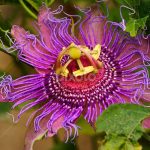 Passiflora Incense vs. Incarnata: Exploring the Differences