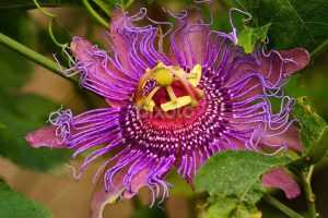 Read more about the article Passiflora Incense vs. Incarnata: Exploring the Differences