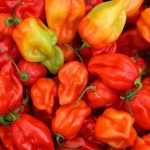 Red vs. Orange Habanero: Exploring the Fiery Differences