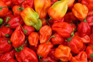 Read more about the article Red vs. Orange Habanero: Exploring the Fiery Differences