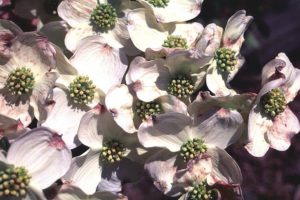 Read more about the article Serviceberry vs. Dogwood: Choosing the Perfect Ornamental Tree