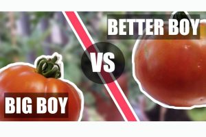 Read more about the article Big Boy Tomato vs Better Boy: A Gardener’s Guide
