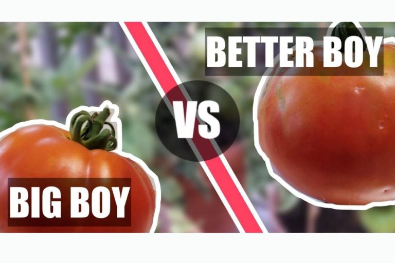Park Whopper Tomato Vs Better Boy